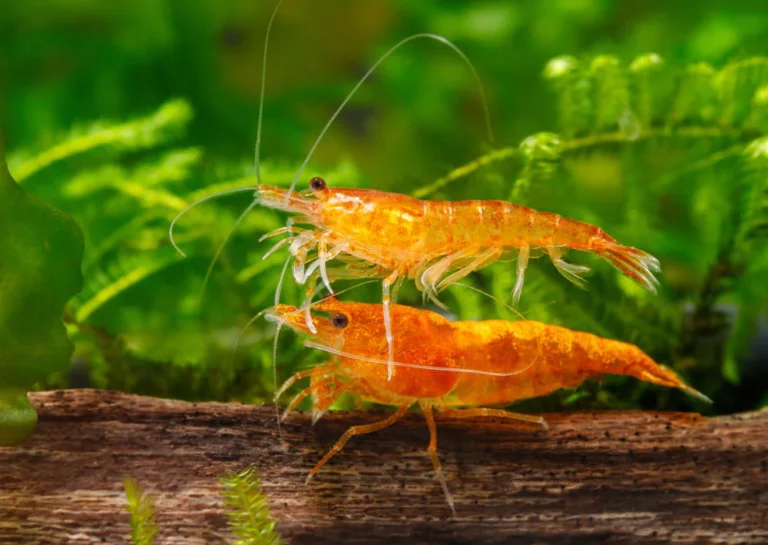 Guide to Properly Keeping Freshwater Shrimp in Your Aquarium